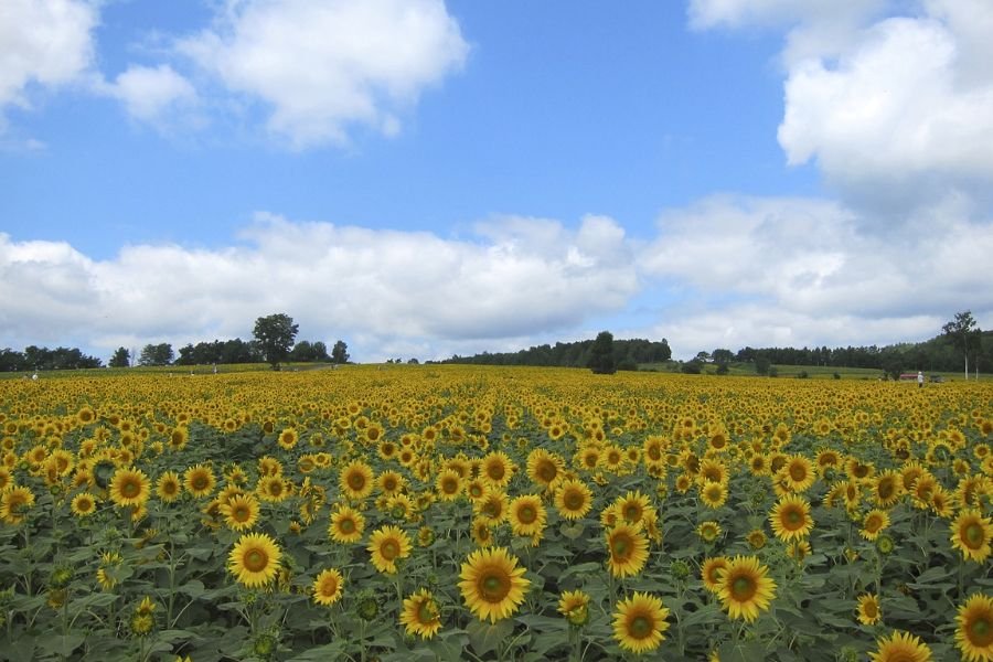 Flower farming